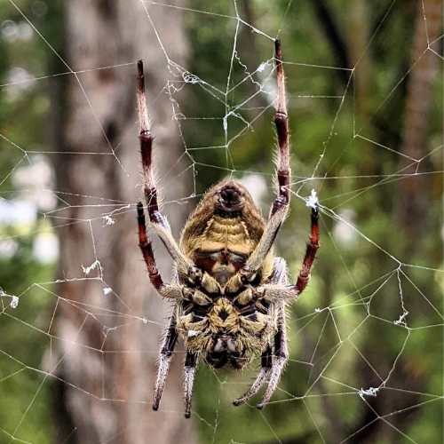 Garden Orb Weaver in its large web in a home on the central coast