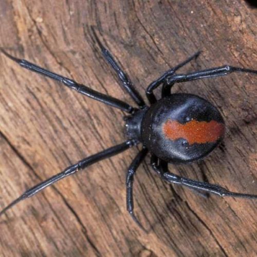Redback Spider walking on wooden log
