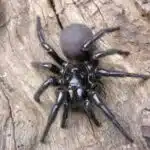 Sydney Funnel-web on Tree
