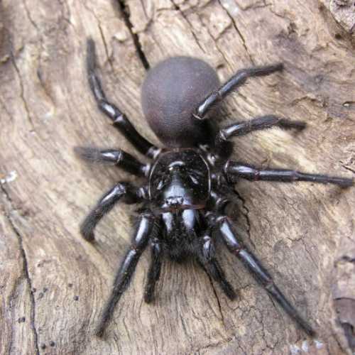 Sydney Funnel-web on Tree