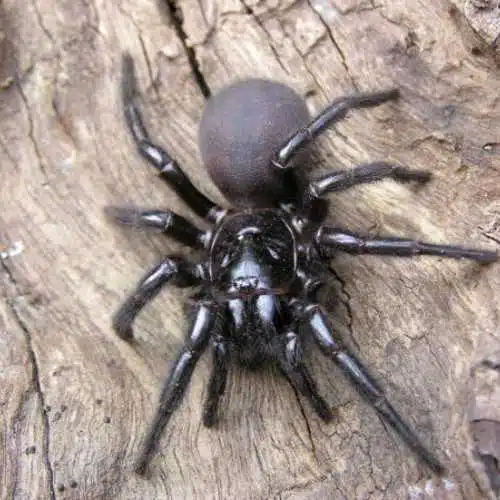 Sydney Funnel-web on Tree