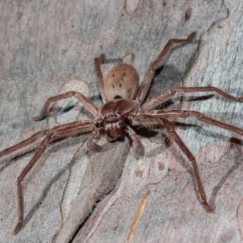 Huntsman Spider on tree