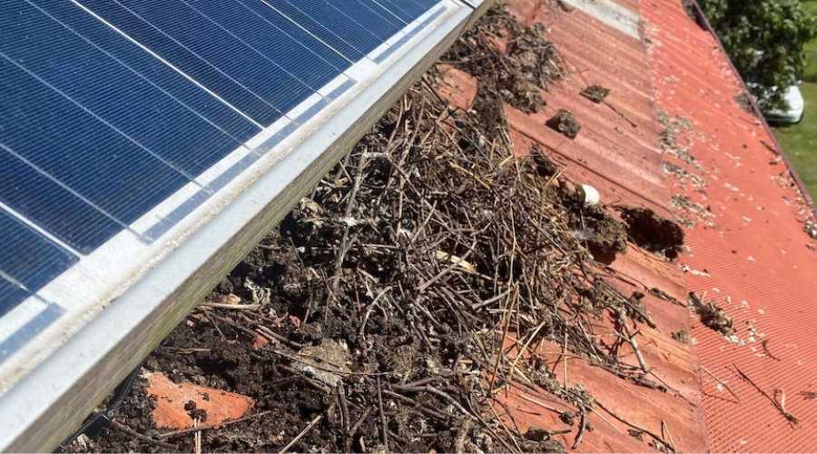 Birds Nesting under Solar Panel on Central Coast
