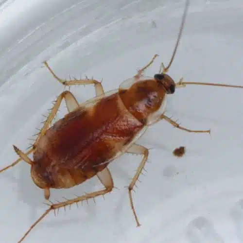 Brown Banded Cockroach in glass on the central coast