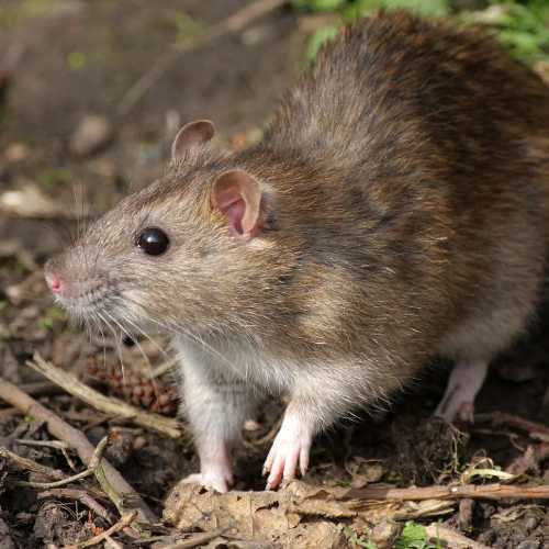 Brown Rat on in Garden on the Central Coast