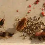 German cockroach in kitchen on the Central coast