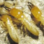 Heterotermes Ferox found on Central Coast