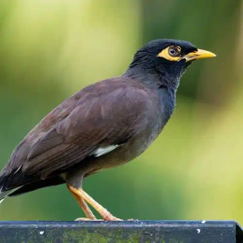 Indian Myna in Backyard Central Coast
