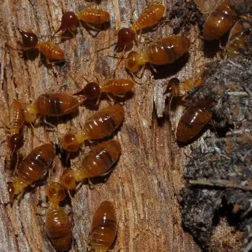 Nasutitermes Walkeri found on Central Coast