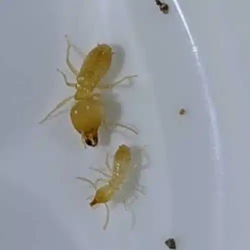 Schedorhinotermes intermedius found on Central Coast