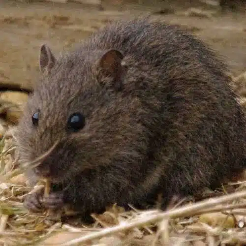 Swamp Rat in Backyard on the Central Coast