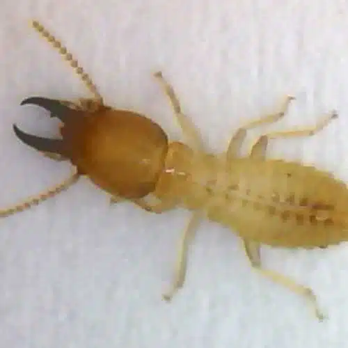 Coptotermes Acinaciformis found on Central Coast