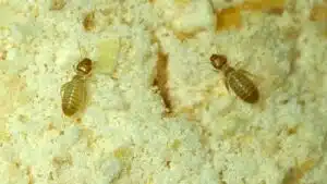 Book lice on the Central Coast