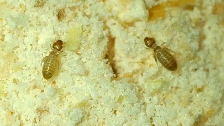 Book lice on the Central Coast