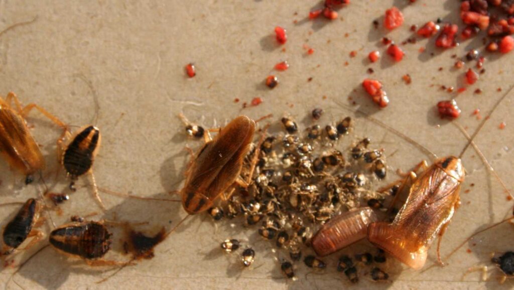 German Cockroach in Central Coast Kitchen
