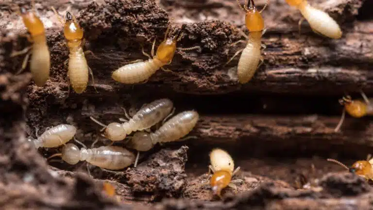 Termites in home on the Central Coast