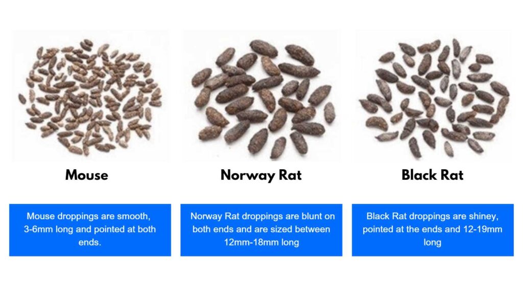 Rodent Dropping Examples