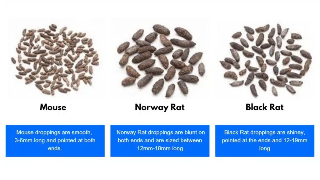 Rodent Dropping Examples