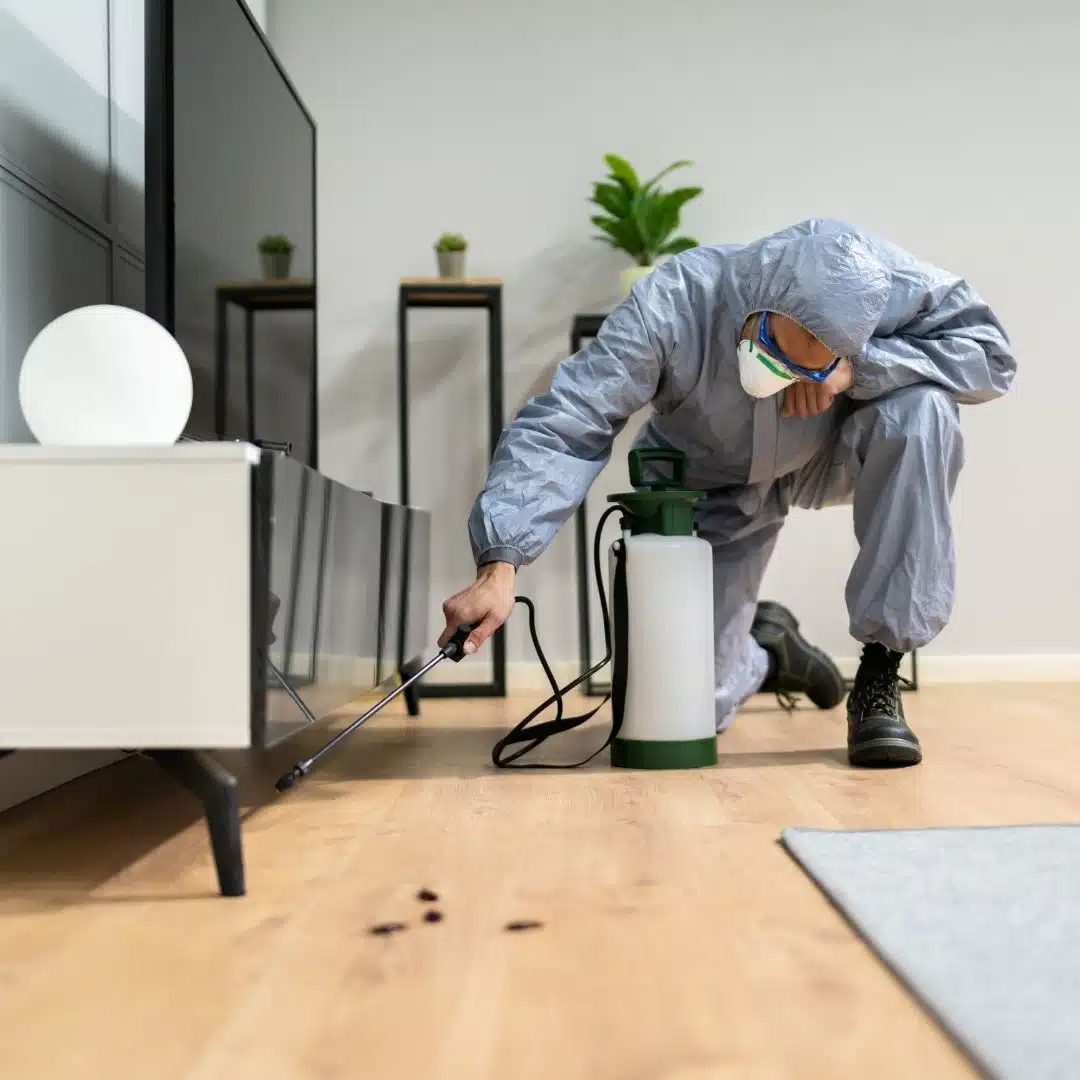 Pest control Treatment in home