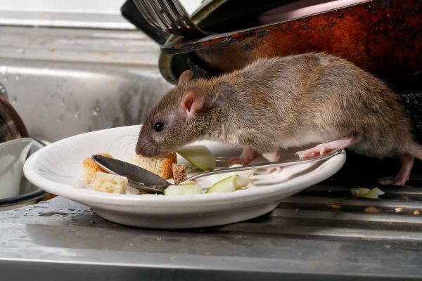 Rat on kitchen bench Rat on kitchen bench on the central coast