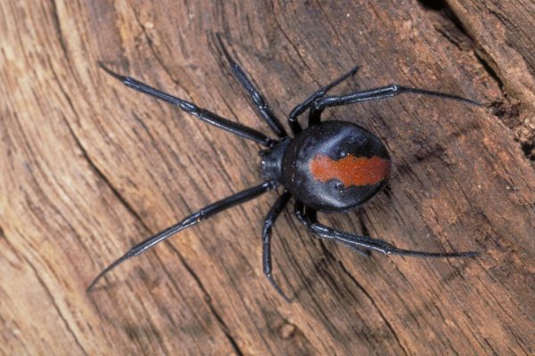 Redback Spider Redback Spider on tree on Central Coast - Pest Control