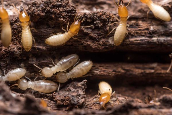 Termite In Home Termites in home on the Central Coast